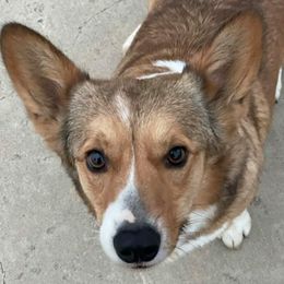 Maple - Pembroke Welsh Corgi