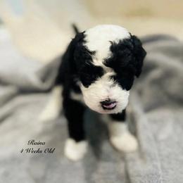 Raina- Female Reservation 2 - Black and white female Sheepadoodle puppy in Spokane, Washington from Downriver Doodles