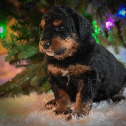 Dancer - Phantom female Bernedoodle puppy in Lookout, California from Remington Kennels, LLC