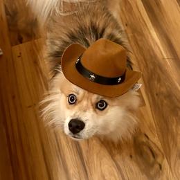 Cowboy - Pomsky