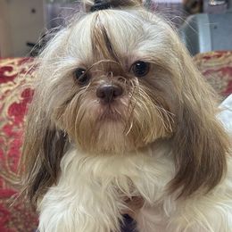 Charlie - Gold and white Shih Tzu puppy in Houston, Texas from G&G Shih Tzu World