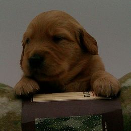 Emerald - Dark golden male Golden Retriever puppy in Salem, Oregon from Oregon Rose Goldens