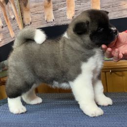 Jasmine - Silver female Akita puppy in Newberry, Michigan from Day Dream Akita & Shiba Inu