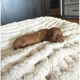 Sweet Pea - Cream female Dachshund puppy in Molino, Florida from Dooney's Dachshunds