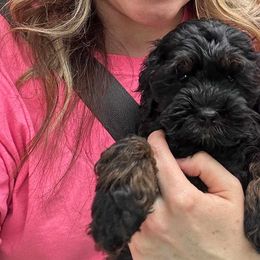 Mr. Big - Black and tan Cockapoo puppy in Mena, Arkansas from Ouachita River Cockapoos