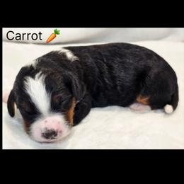 Carrot - Tri-color male Bernedoodle puppy in Roseburg, Oregon from Lookingglass Doodles