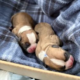 Levi - Seal and white male Boston Terrier puppy in Nottingham, New Hampshire from Brenda Wilber’s Bostons