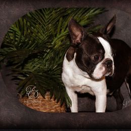 Gabby - Boston Terrier
