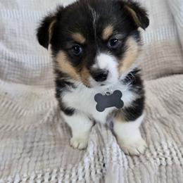Rusty - Black and tan male Pembroke Welsh Corgi puppy in Americus, Kansas from Kandi's Pups
