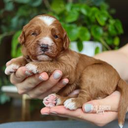 Ranger - Red  male Goldendoodle puppy in Salado, Texas from Red Ranch Dogs