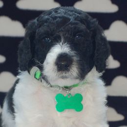 Green Collar Boy (Marvel) - Poodle puppy in Sugar Hill, Georgia from Secret Cove Standard Parti Poodles