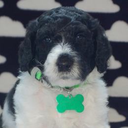 Green Collar Boy (Marvel) - Poodle puppy in Sugar Hill, Georgia from Secret Cove Standard Parti Poodles