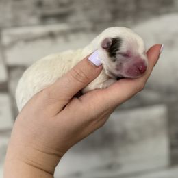 Boy 1 - Chocolate merle male Pomeranian puppy in Oak Lawn, Illinois from Pomeranian Boutique
