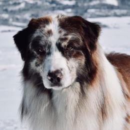 Australian Shepherds from Malpaso Australian Shepherds