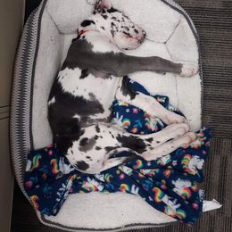Great Dane Puppies from Andrea Aldrich's Great Danes