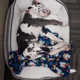 Great Dane Puppies from Andrea Aldrich's Great Danes