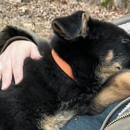 German Shepherds from Mission K9