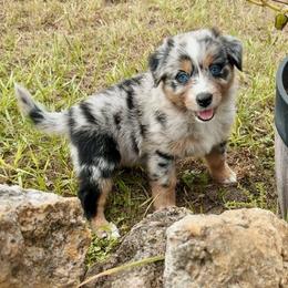 Australian Shepherd Puppies from SoCo Aussies