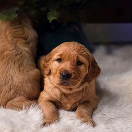 Ginger - Dark golden female Golden Retriever puppy in Lebanon, Oregon from SnowPeakPaws