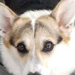 IRIS - Pembroke Welsh Corgi