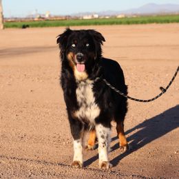 Storm - Australian Shepherd