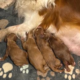 Boy 1 - Red male Cavapoo puppy in Pentwater, Michigan from Dumaw Creeks Pups