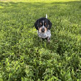 Dachshund Puppies from Steadfast station, mini dachshunds