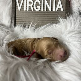 Goldendoodle Puppies from Averee's Doodles