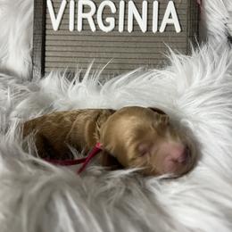 Goldendoodle Puppies from Averee's Doodles