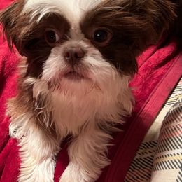 Ollie - Shih Tzu