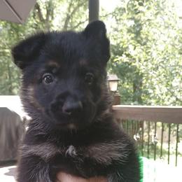 Yellow - Black and tan male German Shepherd puppy in Dawsonville, Georgia from Vom Aussenseiter