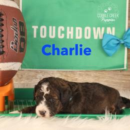 Charlie - Sable male Bernedoodle puppy in Heyworth, Illinois from Cobble Creek Puppies