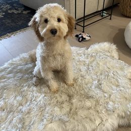 Goldendoodle Puppies from Lynn Fontaine