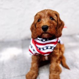 Kawasaki - Red  male Goldendoodle puppy in Lakeland, Florida from Nozomi Farms