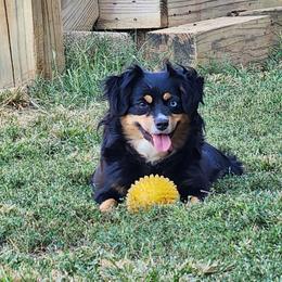 Josie - Miniature American Shepherd