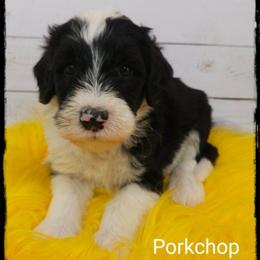 Pork chop - Black and white male Sheepadoodle puppy in Farley, Iowa from Iowa's Doodle Co.
