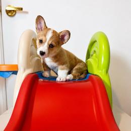 Anthony Bridgerton - Red merle and white male American Corgi puppy in Lake Havasu City, Arizona from London Bridge Corgis