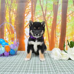 Girl 3 - female Shiba Inu puppy in Arcola, Illinois from Highline Puppies