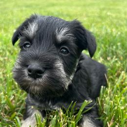 Boy 1 - Black and silver male Miniature Schnauzer puppy in Woodburn, Kentucky from Southern Kentucky Schnauzers