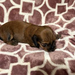 Female 3 - Sable female Dachshund puppy in Houma, Louisiana from Portier’s Mini Dachshunds