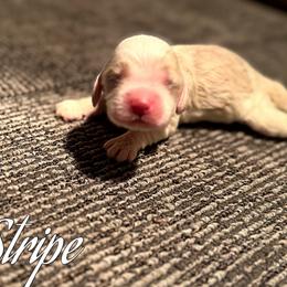 Stripe - Cream male Cocker Spaniel puppy in Clinton, Oklahoma from Enchanted Spaniels