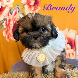 Brandy - Chocolate and tan female Shih Tzu puppy in Hemet, California from Aloha Shih Tzu