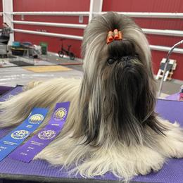 Carmen - Shih Tzu