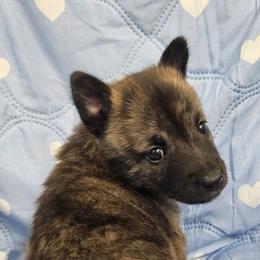 Yellow collar - Gold brindle female Dutch Shepherd puppy in Howey In The Hills, Florida from MAC K9 Dutch Shepherds