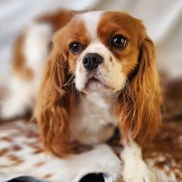 Nyx - Cavalier King Charles Spaniel