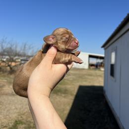 Mia - Red female Dachshund puppy in Nashville, Arkansas from Cuddles n Curls