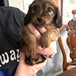 Longhair Shaded Cream - Cream male Dachshund puppy in Kempner, Texas from House of Dachshunds Texas