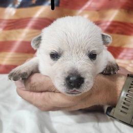 Independence - Red speckled female Australian Cattle Dog puppy in Lynd, Minnesota from Diamond Falls Cattle Dogs