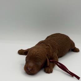 Autumn - Red  female Poodle puppy in Southampton, New Jersey from Lavishly Loved Pets LLC