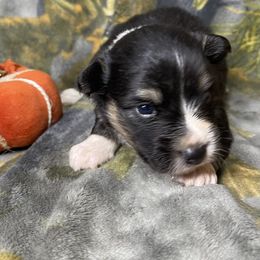 Shock - Black and white male American Corgi puppy in Grants Pass, Oregon from KnR Antler Dogs